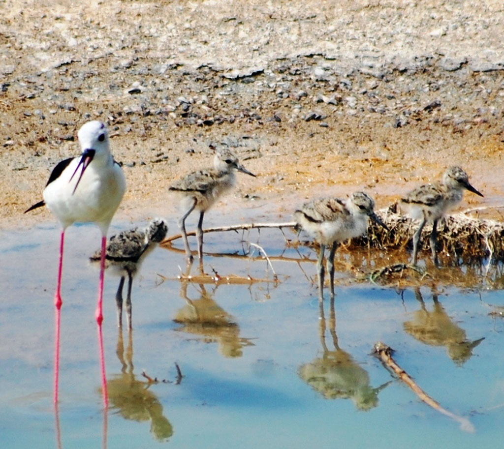 В Прикаспии конец мая – время прибавления в птичьих семействах 