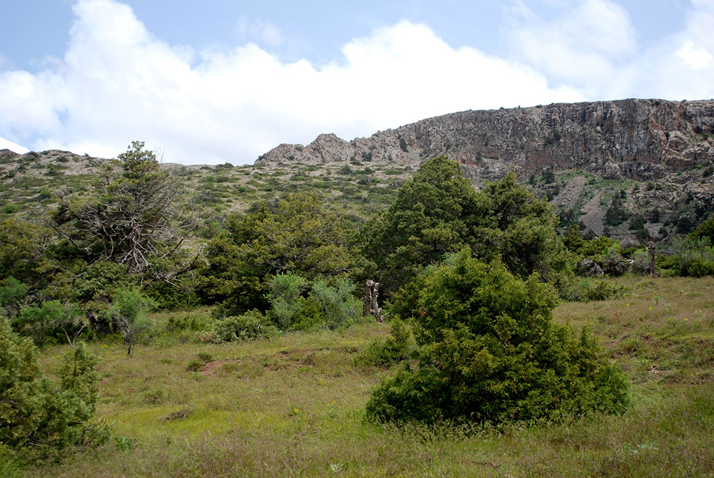 Арча и миндаль – флористическое богатство Койтендага