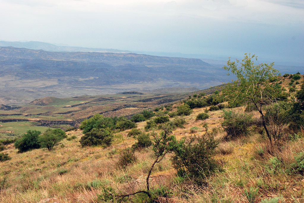 Арча и миндаль – флористическое богатство Койтендага