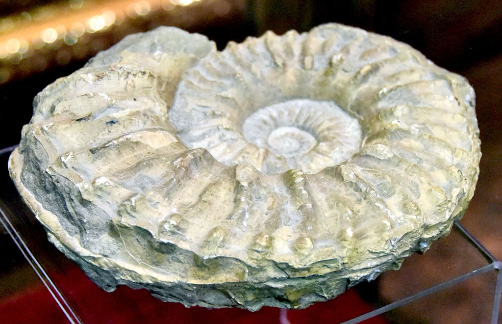 К Дню науки Государственный музей Туркменистана приурочил тематическую экспозицию