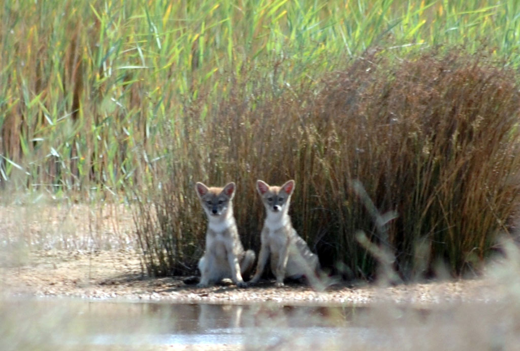Жаркий климат вызывает необычные поведенческие реакции животных и птиц 