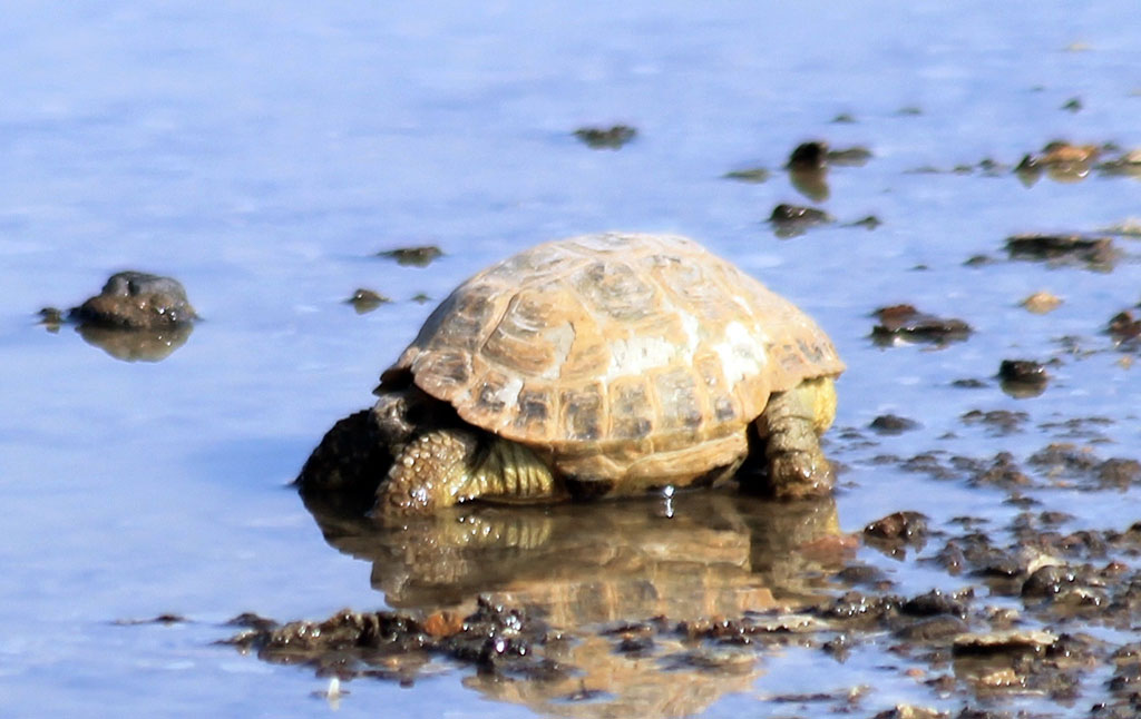 Жаркий климат вызывает необычные поведенческие реакции животных и птиц 