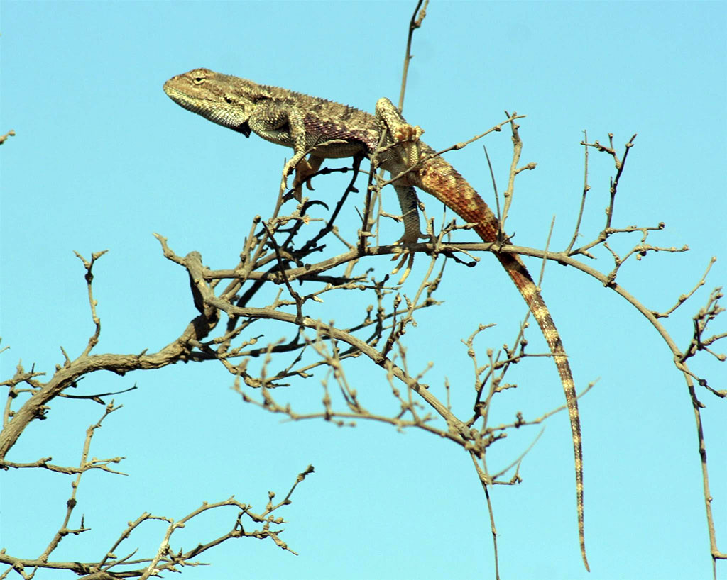 Жаркий климат вызывает необычные поведенческие реакции животных и птиц 