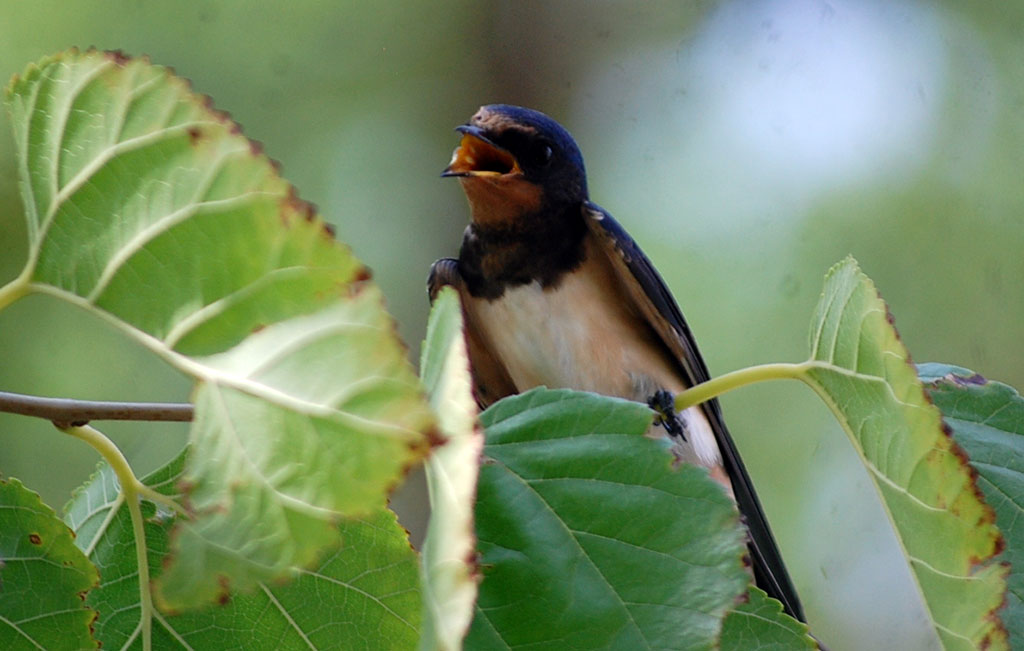 Жаркий климат вызывает необычные поведенческие реакции животных и птиц 