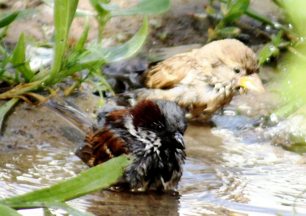 Жаркий климат вызывает необычные поведенческие реакции животных и птиц 