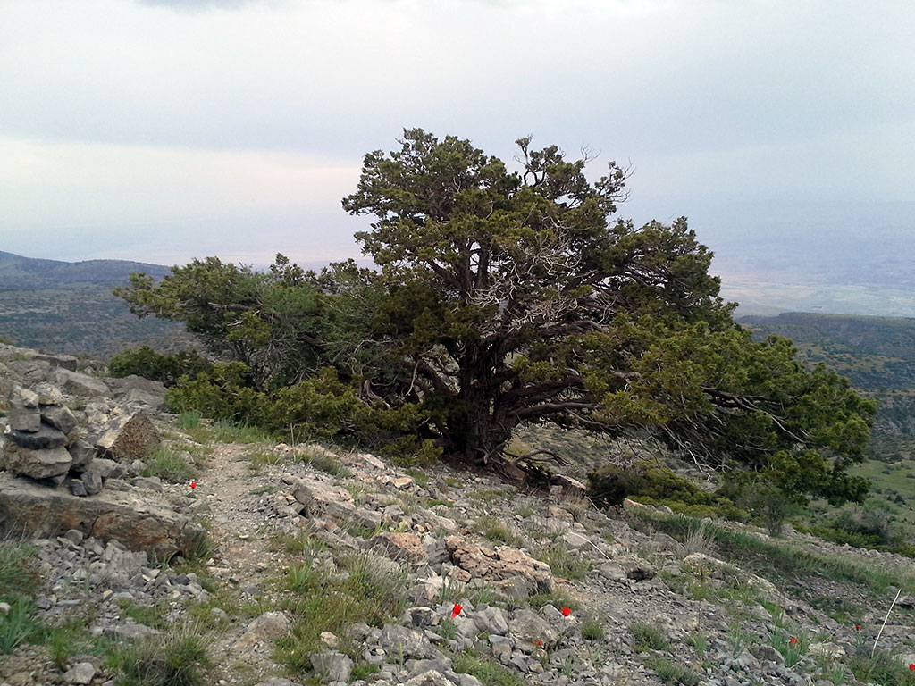 Балханы: уникальная коллекция островной флоры