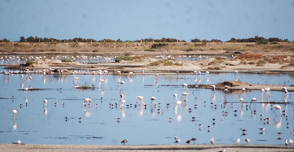 В окрестностях города Туркменбаши можно наблюдать большое скопление редких видов птиц