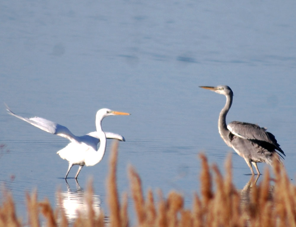 В окрестностях города Туркменбаши можно наблюдать большое скопление редких видов птиц