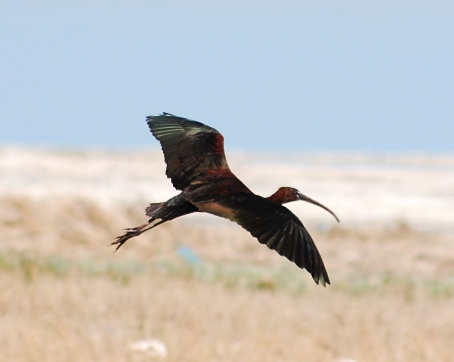 В окрестностях города Туркменбаши можно наблюдать большое скопление редких видов птиц