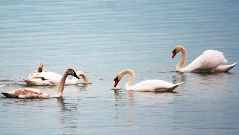 В окрестностях города Туркменбаши можно наблюдать большое скопление редких видов птиц