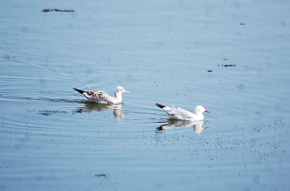 В окрестностях города Туркменбаши можно наблюдать большое скопление редких видов птиц
