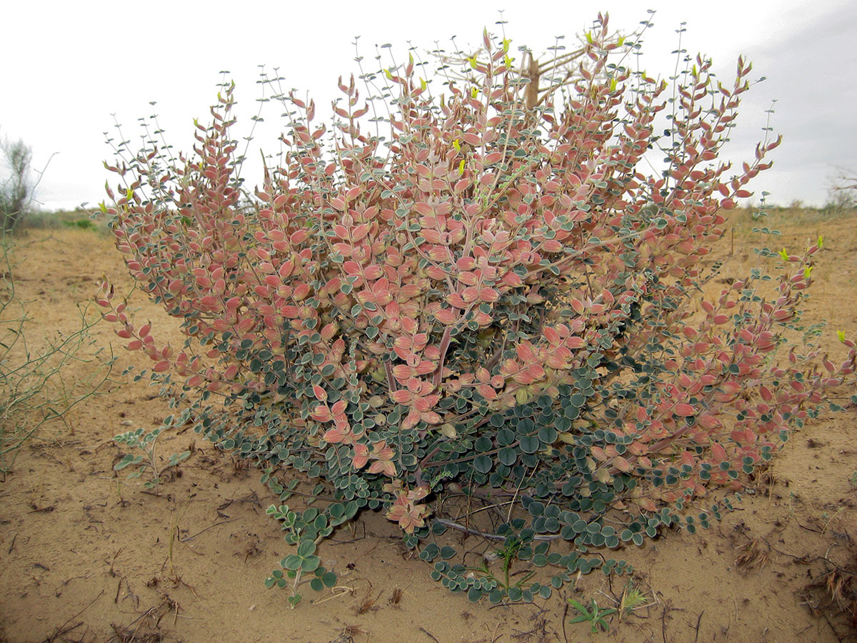 Пустыня Каракумы: уникальная биосистема и природная достопримечательность   