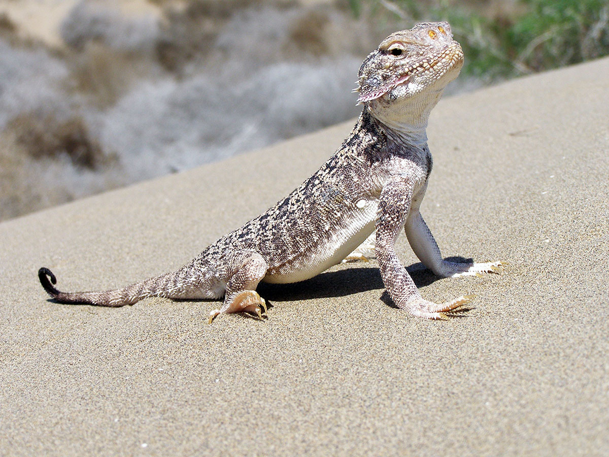 Пустыня Каракумы: уникальная биосистема и природная достопримечательность   