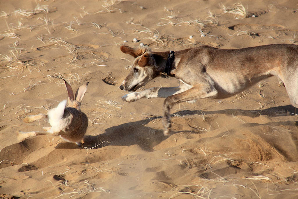 Открыт очередной охотничий сезон