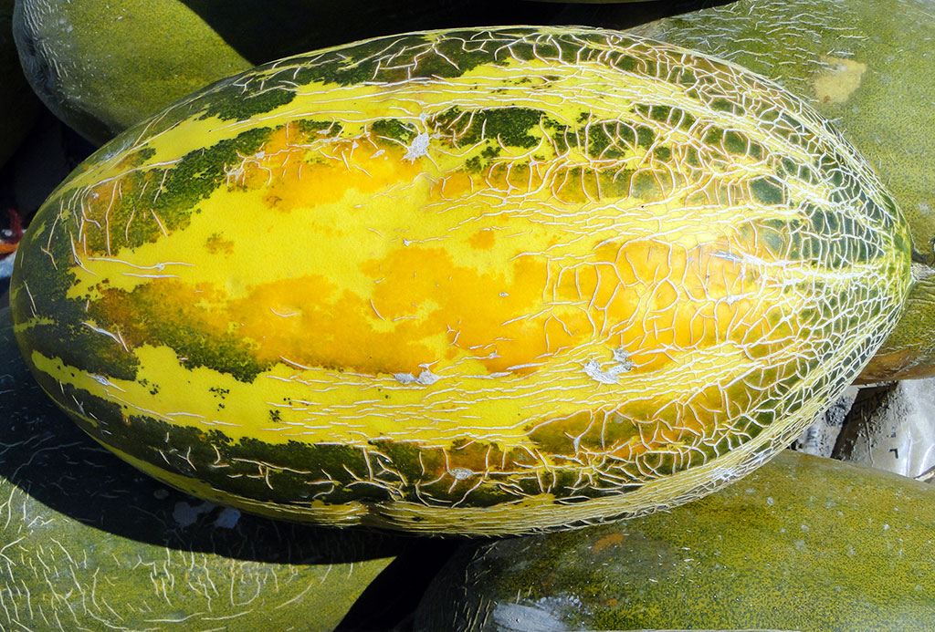 Türkmen gawunlarynyň datly tagamy ençeme asyr bäri dowam edýän seçgi işleriniň netijesidir