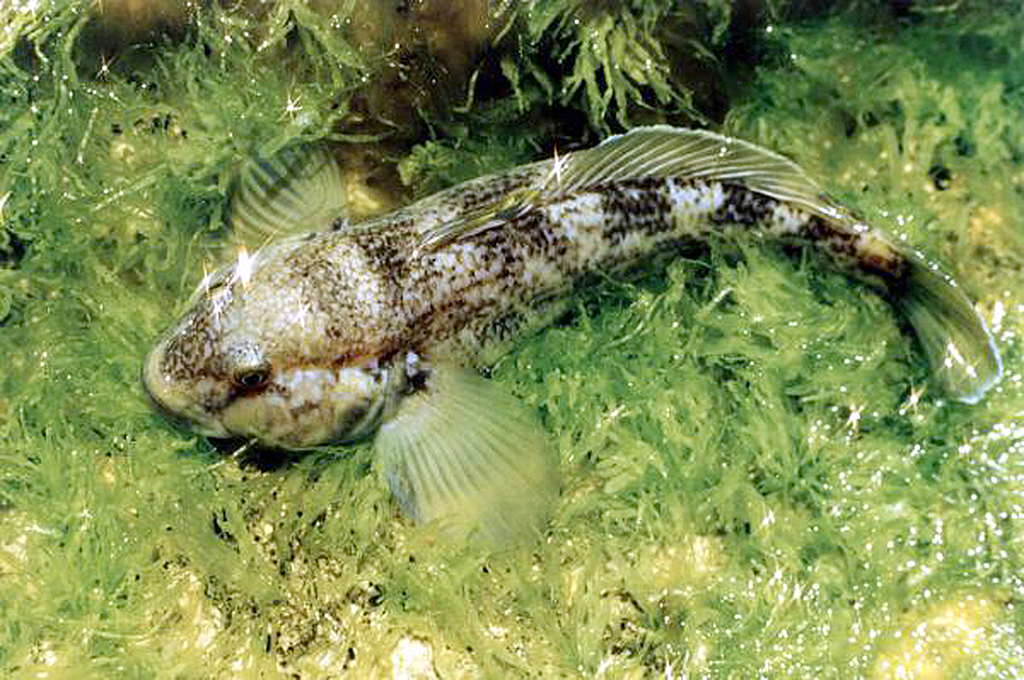 Природоохранной деятельности на Каспии - 105 лет 