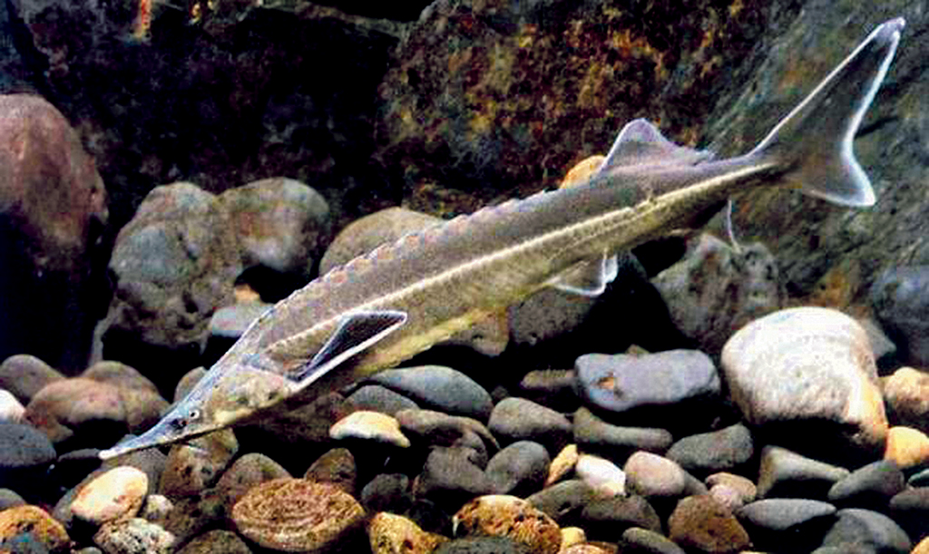 Природоохранной деятельности на Каспии - 105 лет 