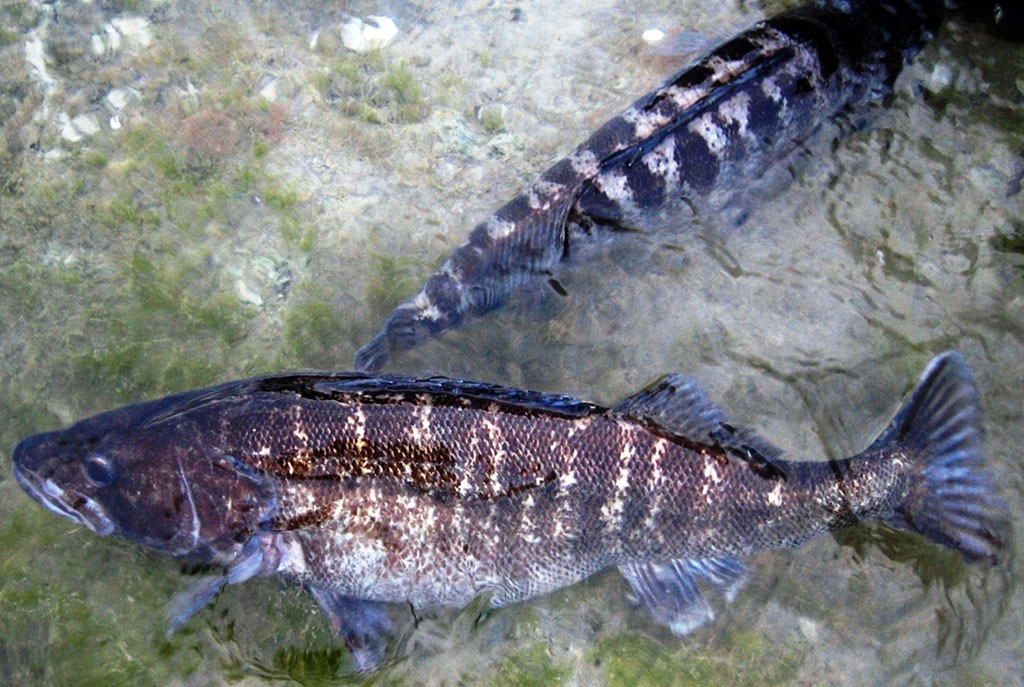 Каспийское море – уникальный бессточный водоём с древней историей