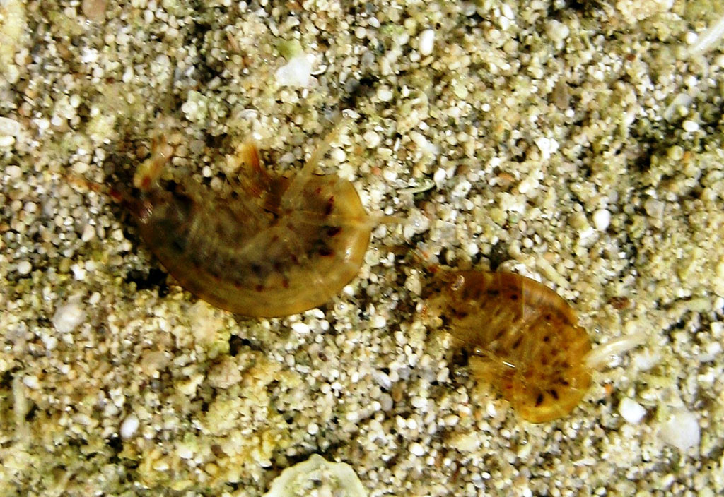 Каспийское море – уникальный бессточный водоём с древней историей