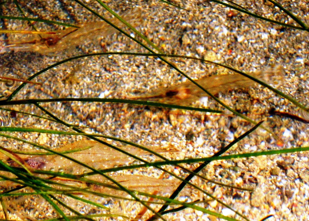 Каспийское море – уникальный бессточный водоём с древней историей