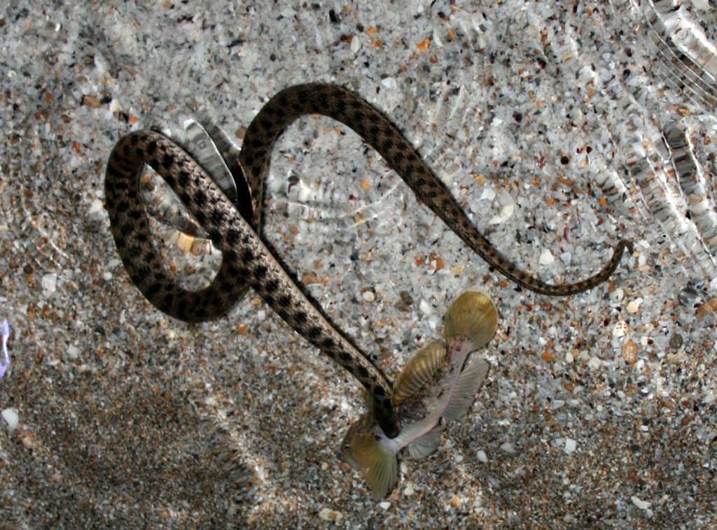 Каспийское море – уникальный бессточный водоём с древней историей