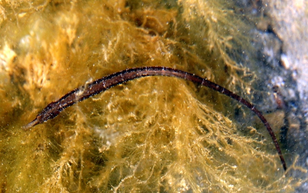 Каспийское море – уникальный бессточный водоём с древней историей