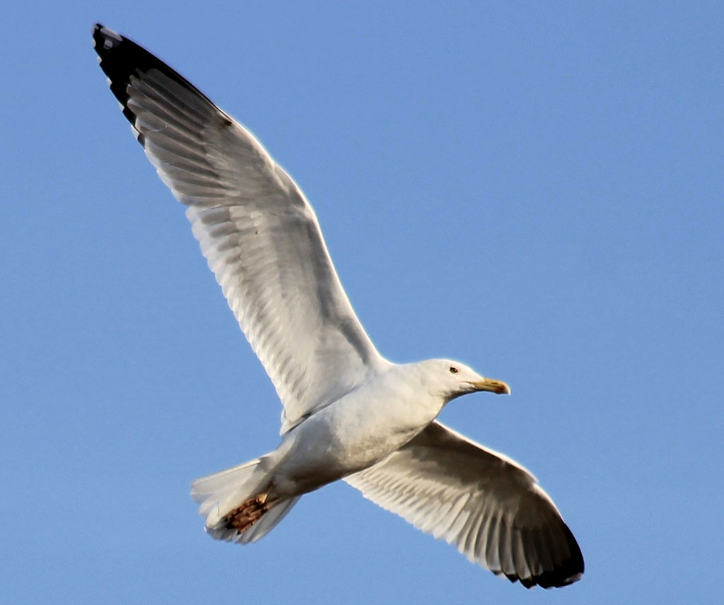 Аваза – каспийская жемчужина 