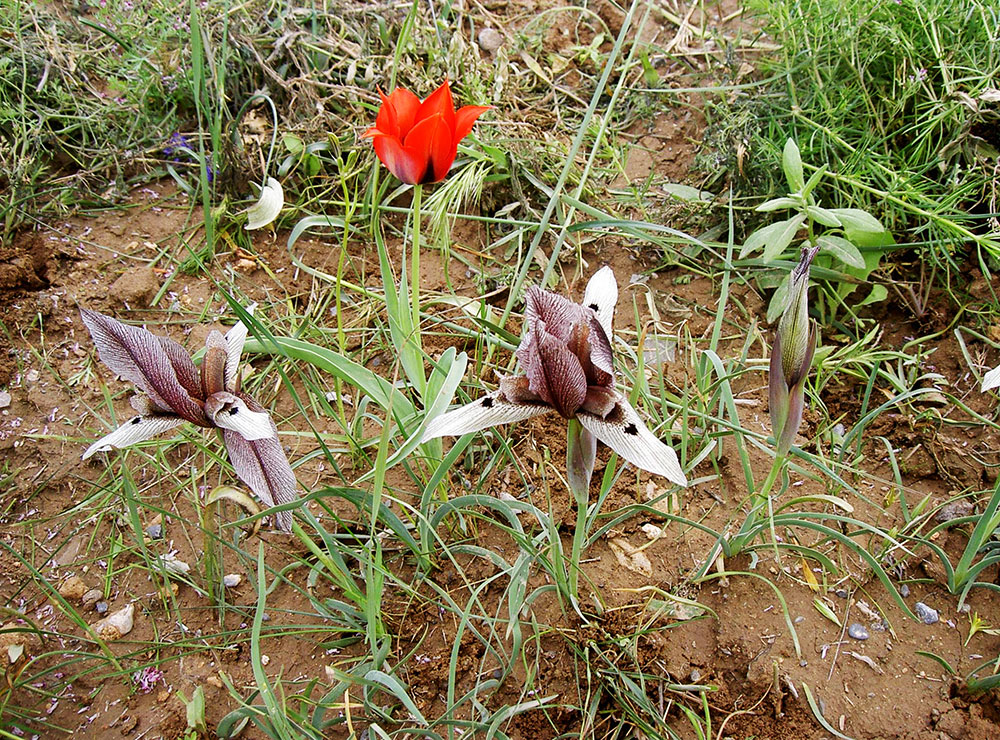 К 50-летию национального Общества охраны природы приурочен международный форум 
