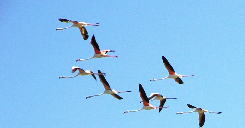 К 50-летию национального Общества охраны природы приурочен международный форум 