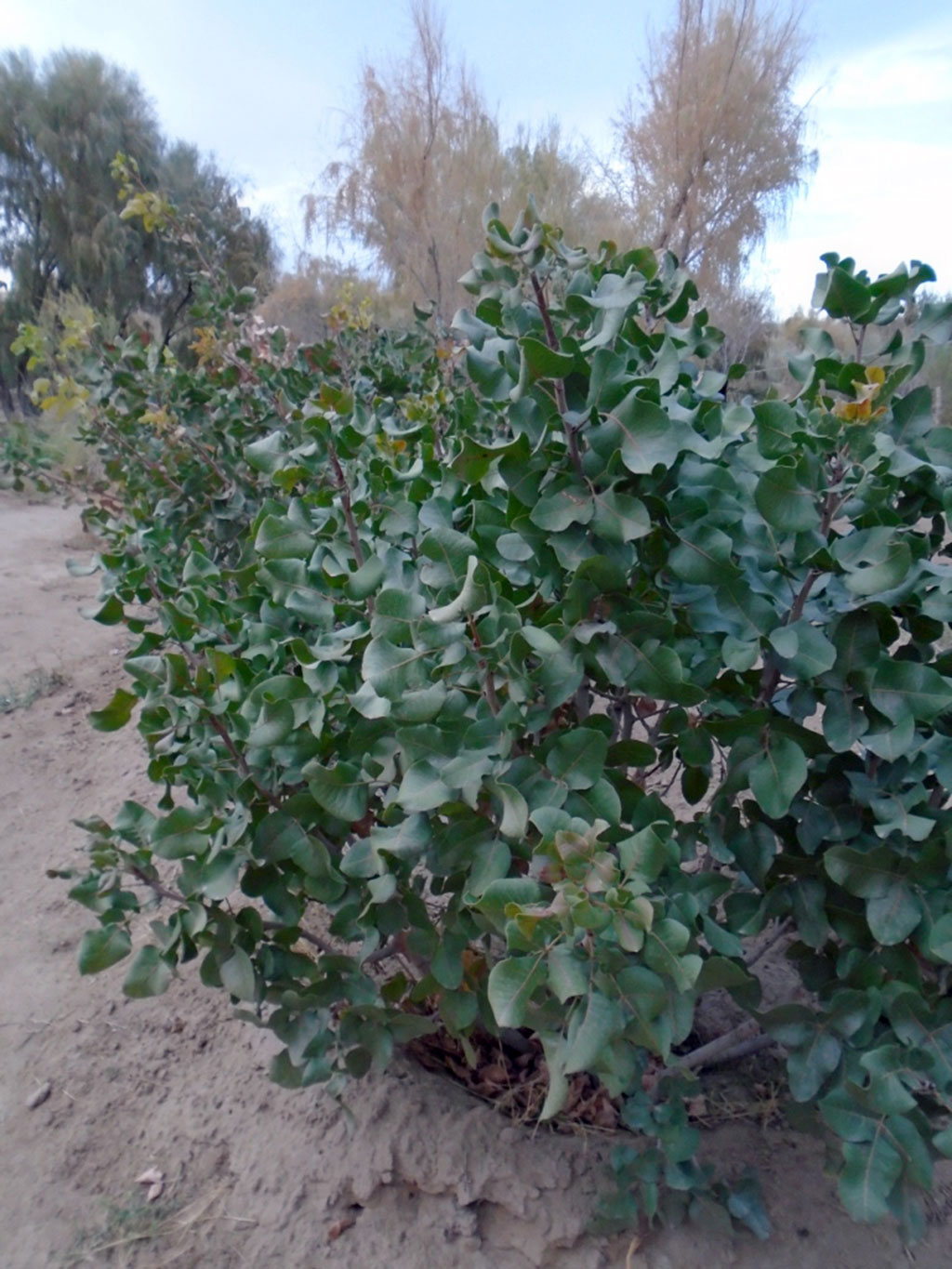 Halkara ekologiýa forumuna gatnaşyjylar pikir we tejribe alyşdylar