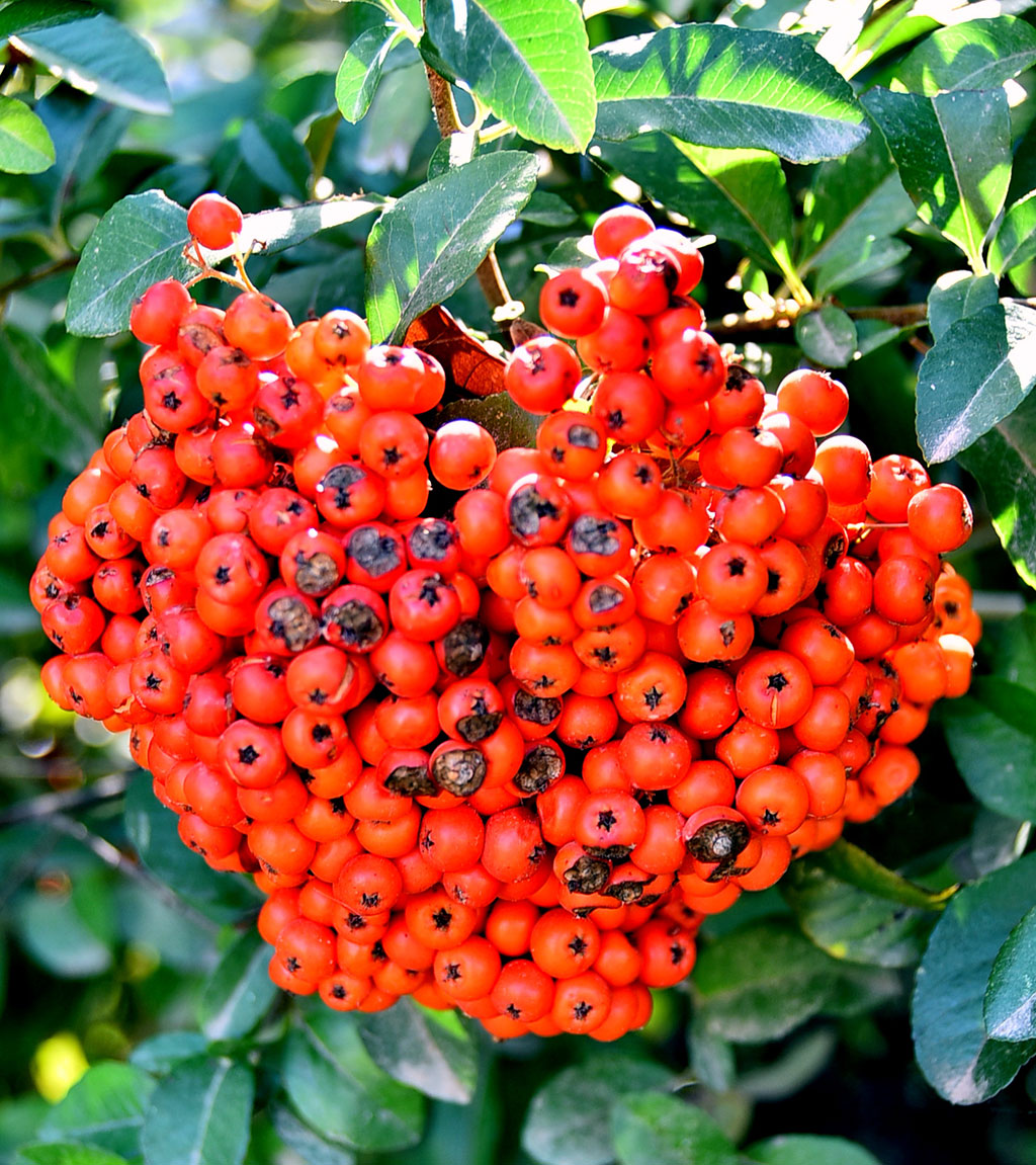 Ашхабадский ботанический сад: день вчерашний и завтрашний 