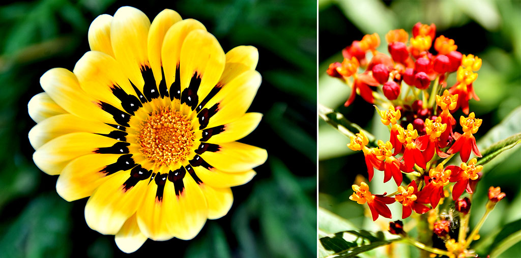 Ашхабадский ботанический сад: день вчерашний и завтрашний 