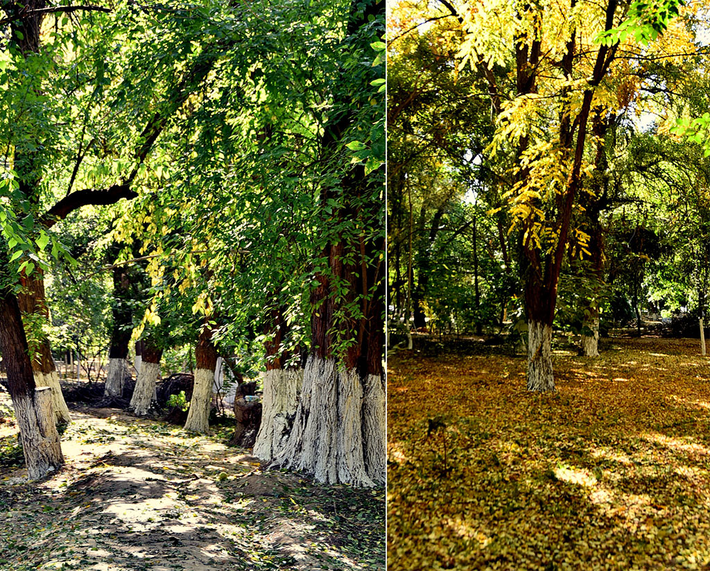 Ашхабадский ботанический сад: день вчерашний и завтрашний 