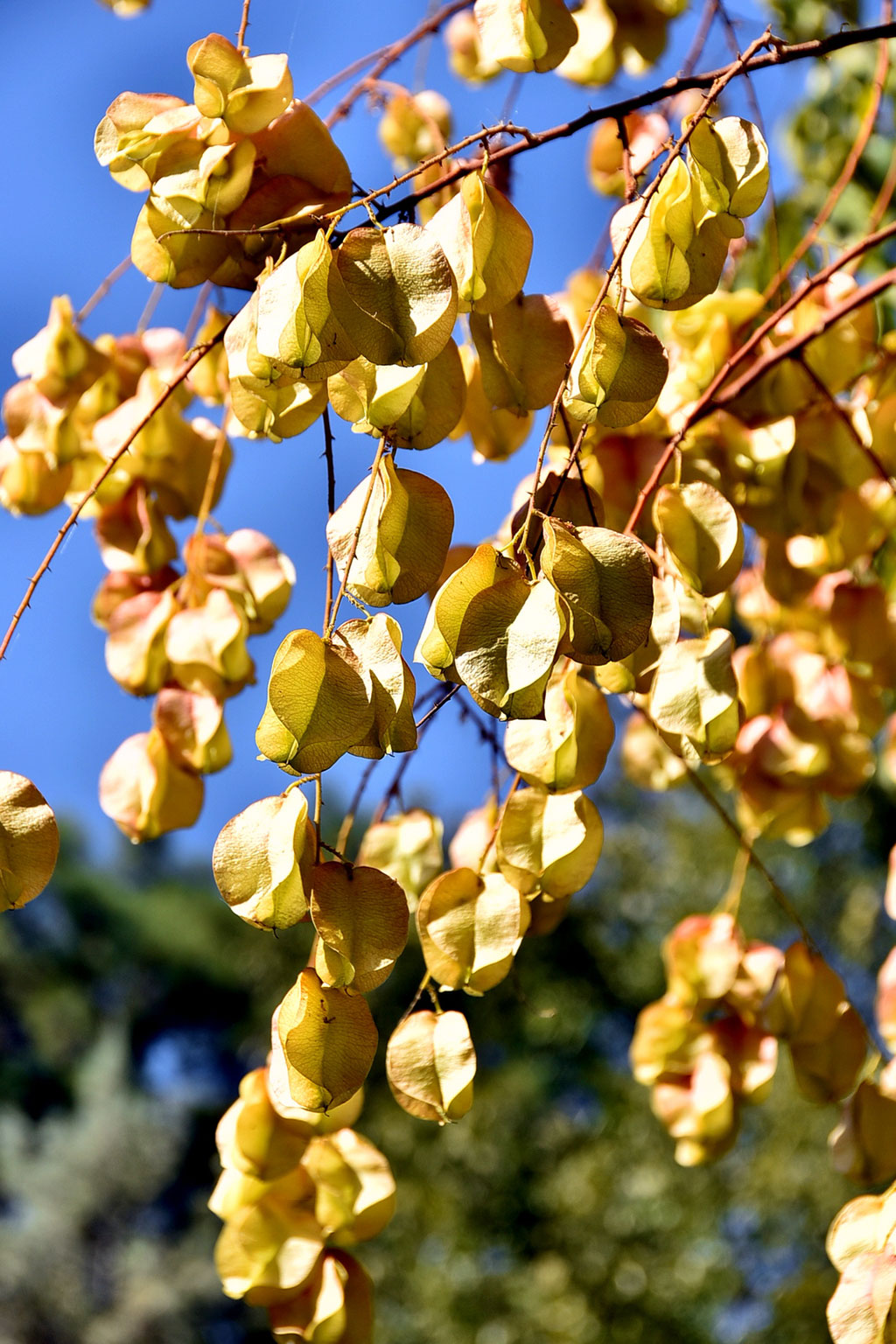 Ашхабадский ботанический сад: день вчерашний и завтрашний 