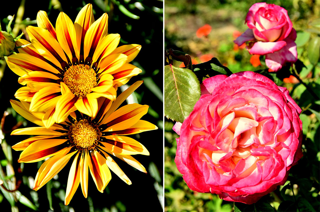 Ашхабадский ботанический сад: день вчерашний и завтрашний 