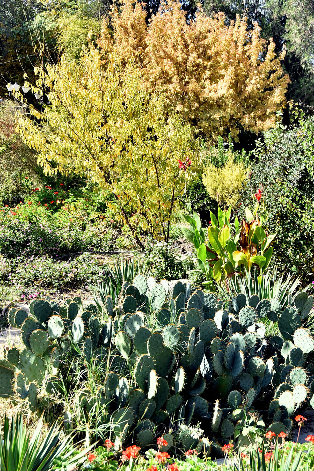 Ашхабадский ботанический сад: день вчерашний и завтрашний 