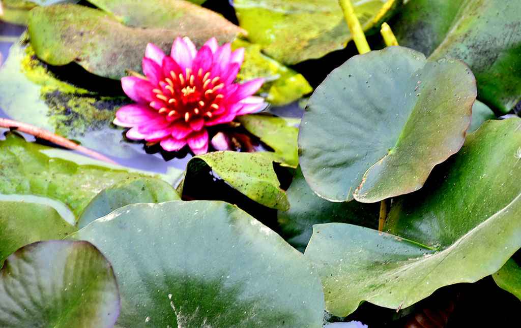 Ашхабадский ботанический сад: день вчерашний и завтрашний 