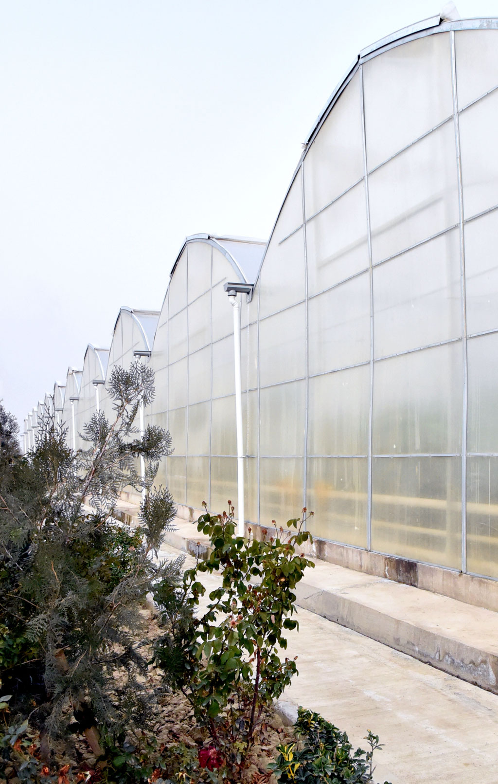 Жители Балканабата будут круглый год обеспечены свежими овощами 