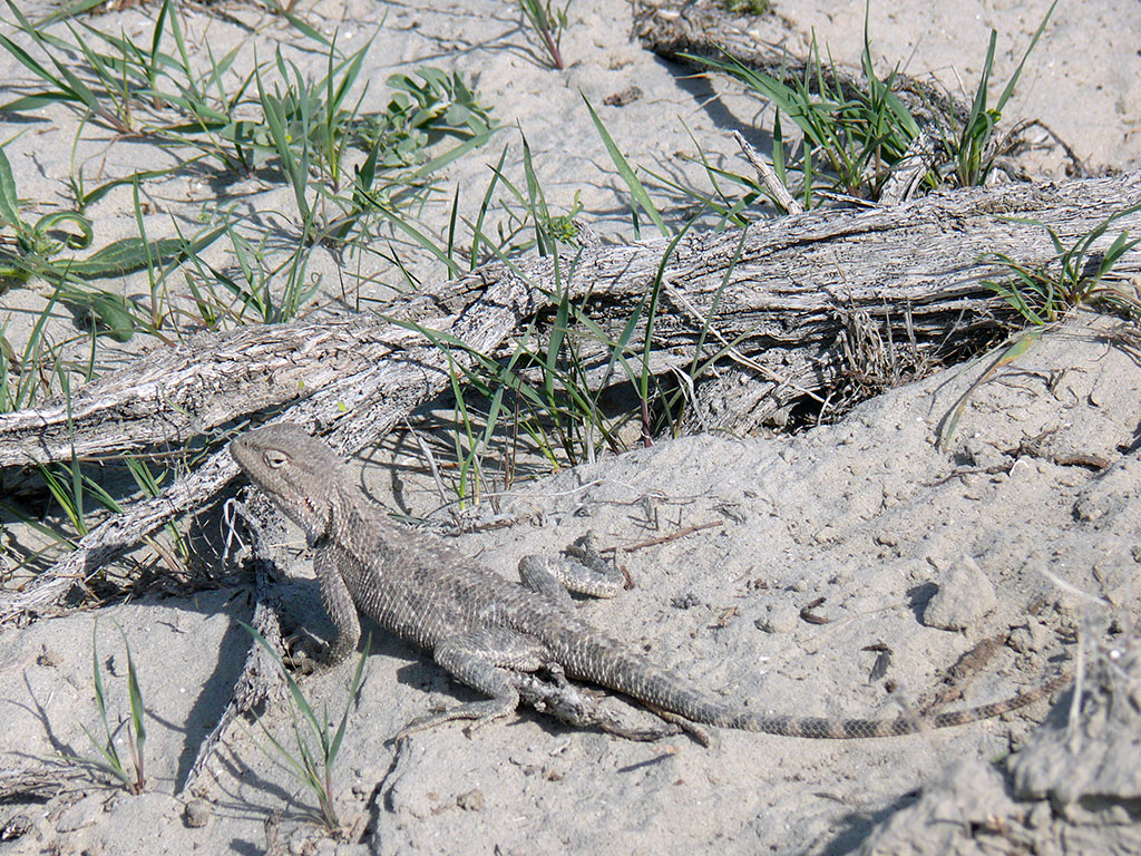 Заповедник «Берекетли Каракум» отметил 5-летие 