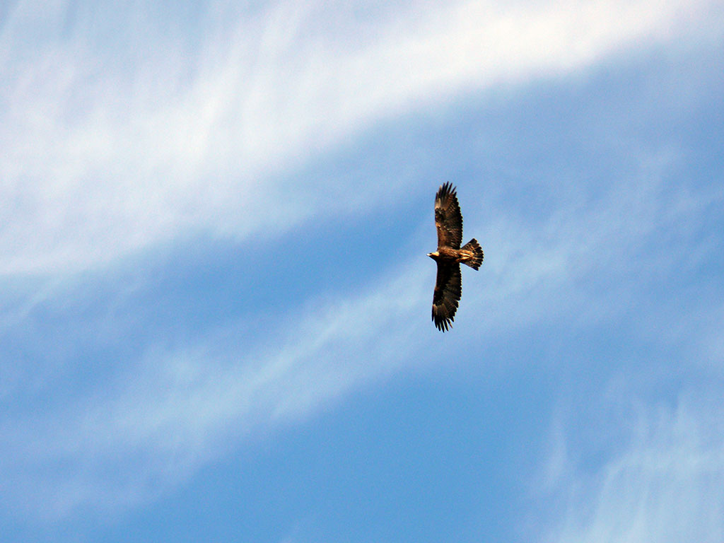 Заповедник «Берекетли Каракум» отметил 5-летие 