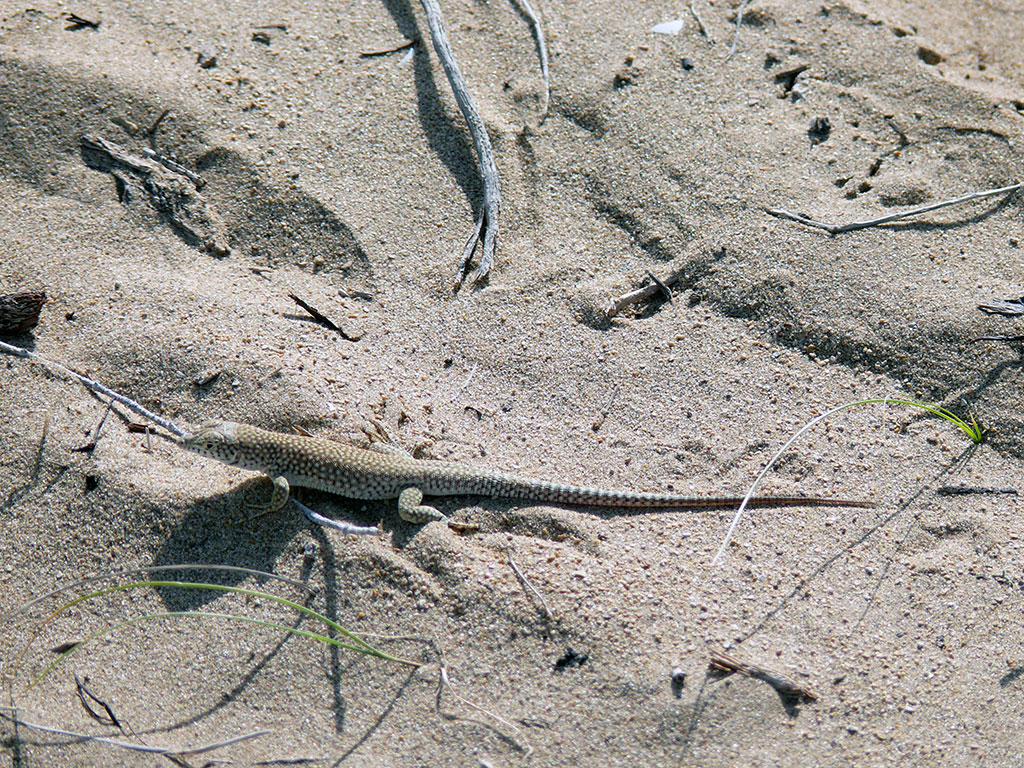 Заповедник «Берекетли Каракум» отметил 5-летие 
