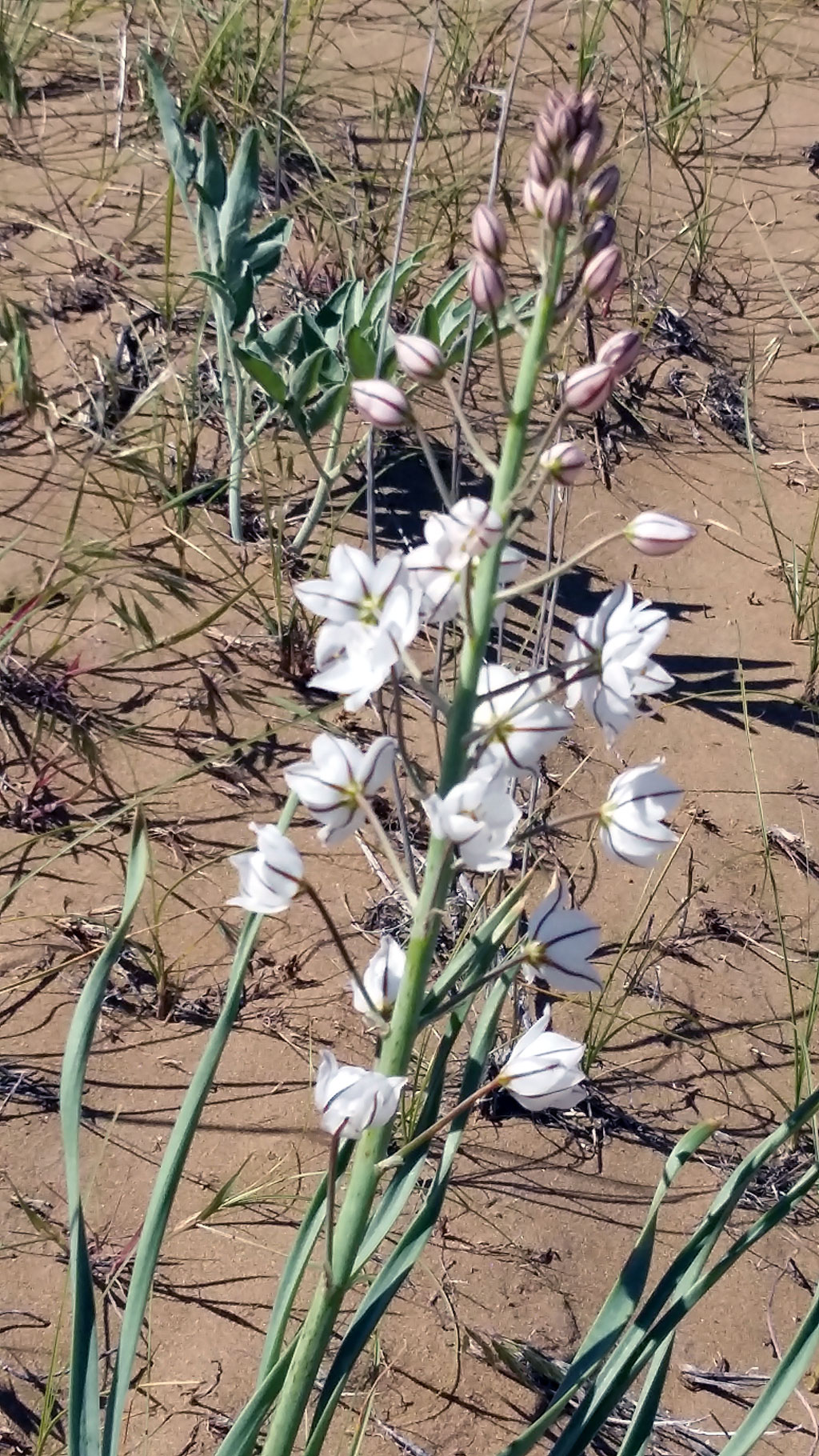 Reserve «Bereketli Karakum» celebrates its 5th anniversary  