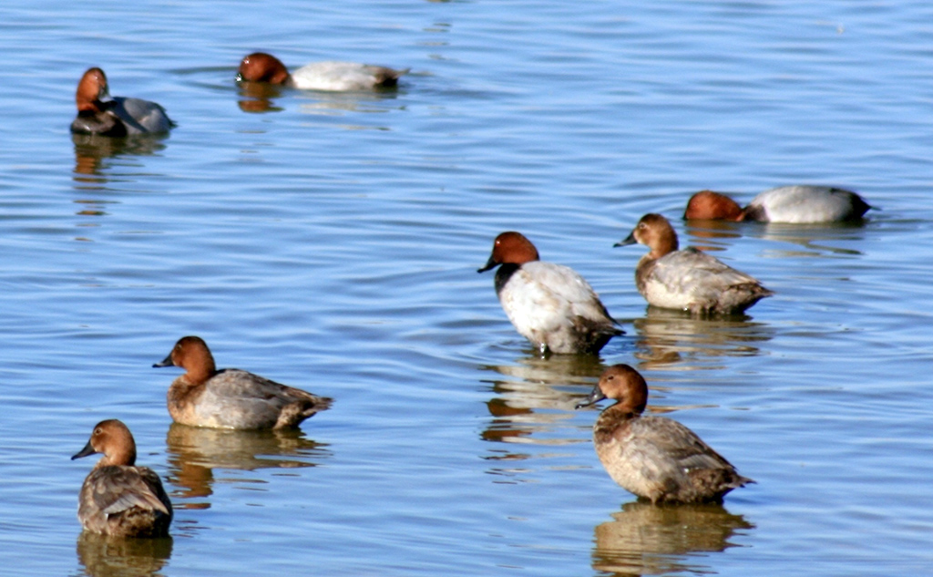 Раннее похолодание в Прикаспии повлияло на сроки осенней миграции птиц   