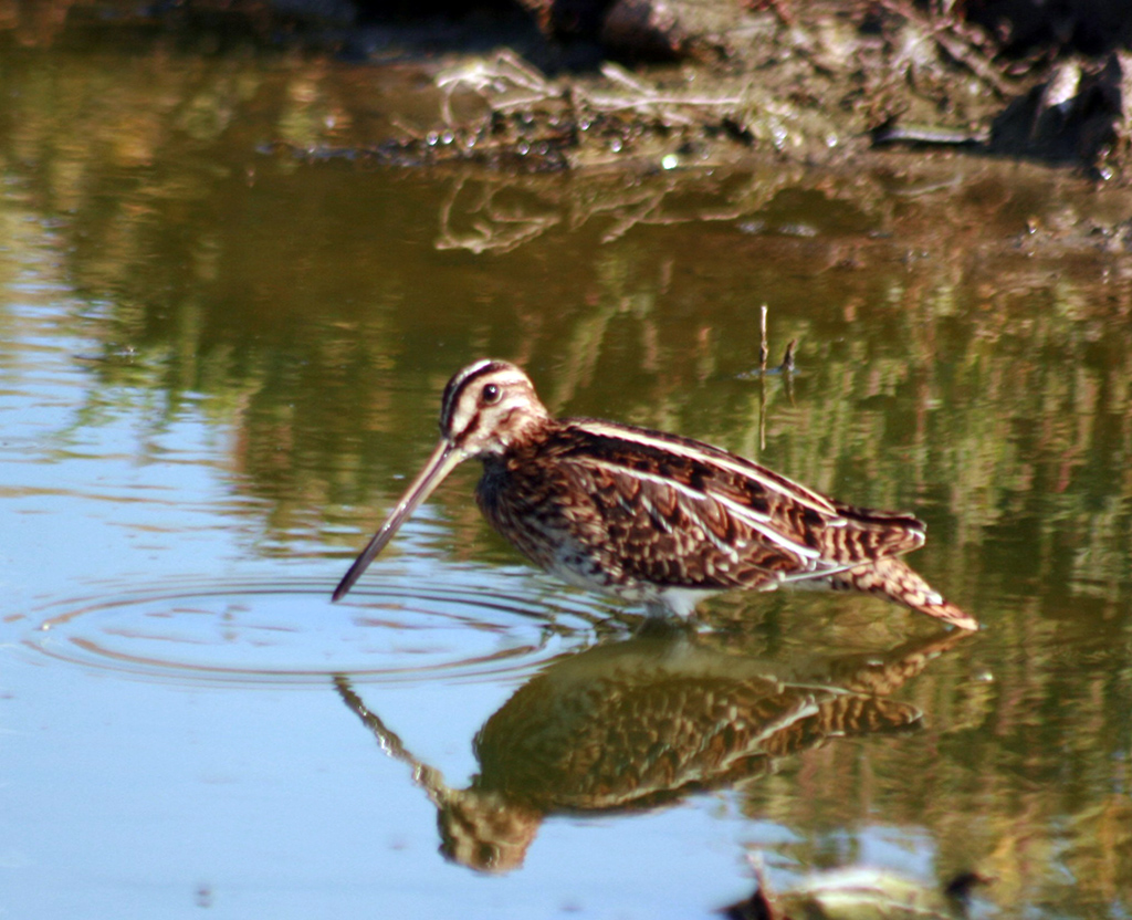 Раннее похолодание в Прикаспии повлияло на сроки осенней миграции птиц   