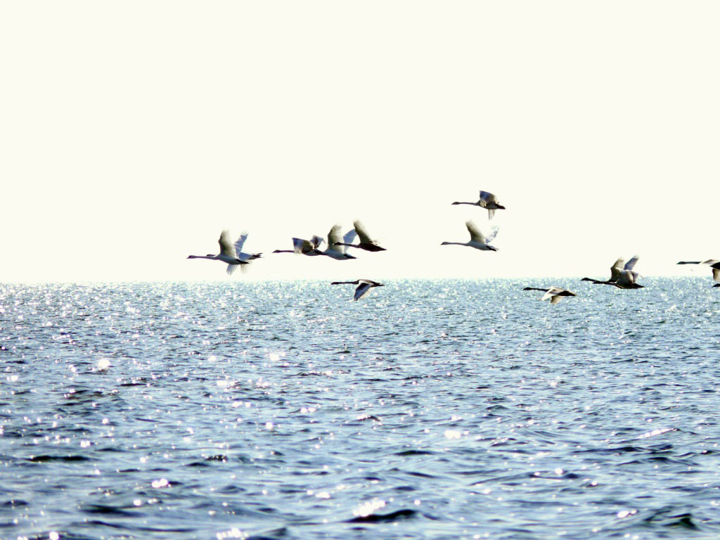 Экосистема рукотворного острова в Туркменбашинском заливе развивается устойчиво   