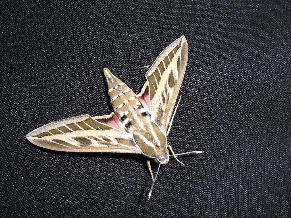 Завершились Дни казахской культуры 