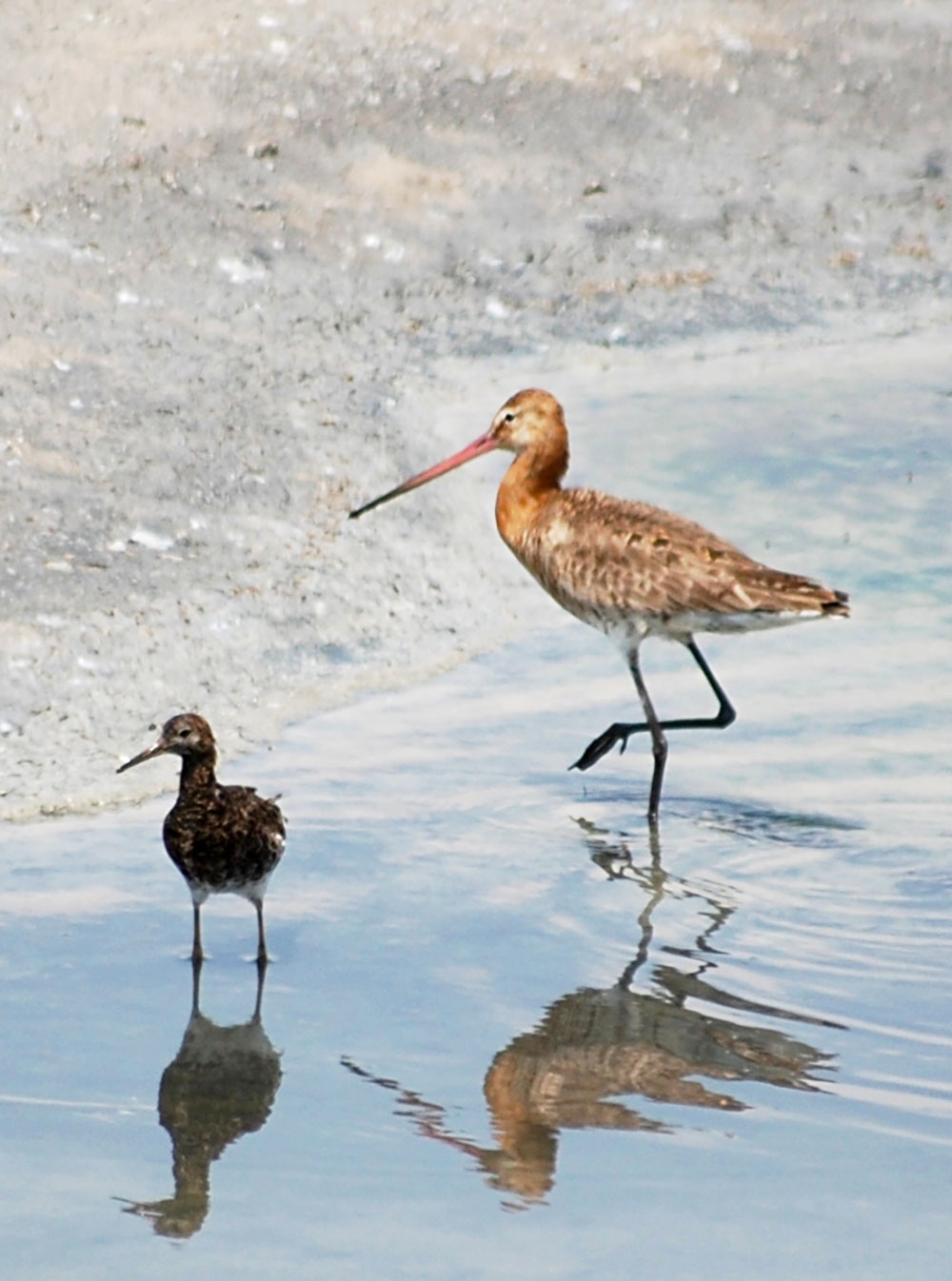 В осенний сезон миграции в туркменском Прикаспии гостили 5 видов краснокнижнижных птиц 