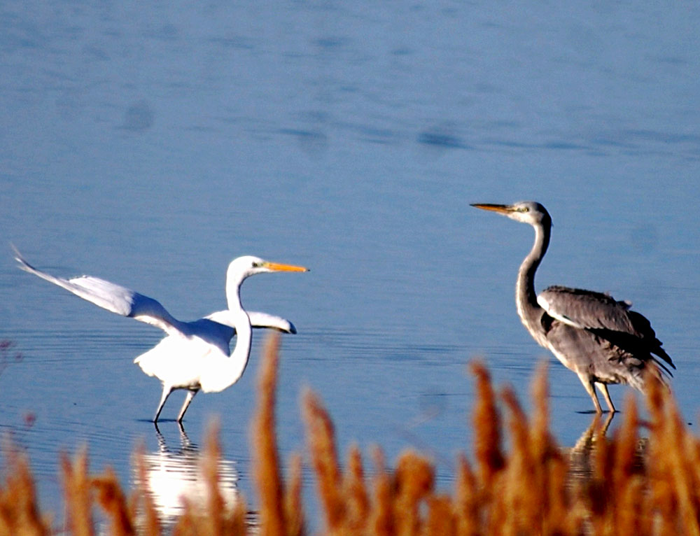 В осенний сезон миграции в туркменском Прикаспии гостили 5 видов краснокнижнижных птиц 