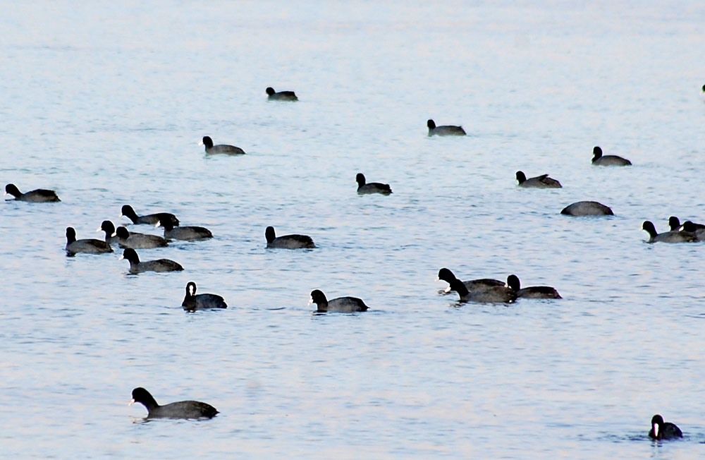 В осенний сезон миграции в туркменском Прикаспии гостили 5 видов краснокнижнижных птиц 