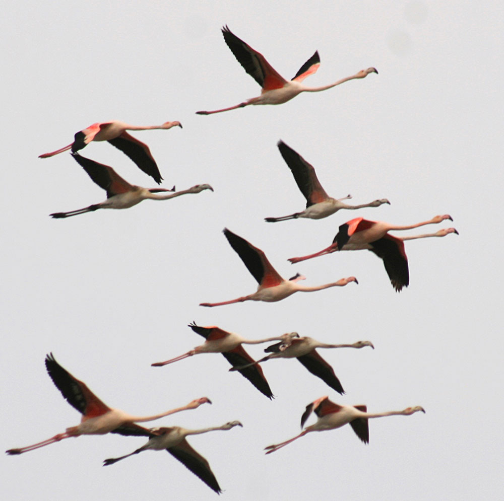 В осенний сезон миграции в туркменском Прикаспии гостили 5 видов краснокнижнижных птиц 